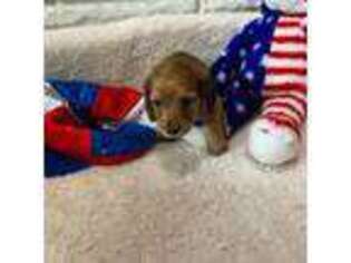 Dachshund Puppy for sale in Perrysburg, OH, USA