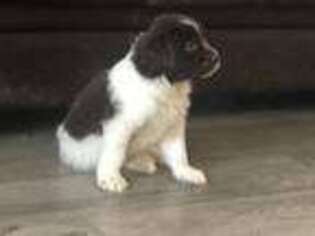 Newfoundland Puppy for sale in Almont, MI, USA