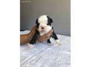 Bulldog Puppy for sale in Lincoln, CA, USA