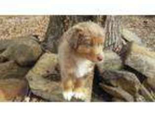 Miniature Australian Shepherd Puppy for sale in Graham, NC, USA