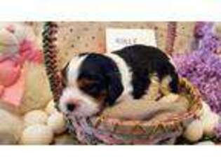 Cavalier King Charles Spaniel Puppy for sale in Silver Bay, MN, USA