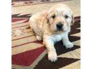 Golden Retriever Puppy for sale in Purdy, MO, USA