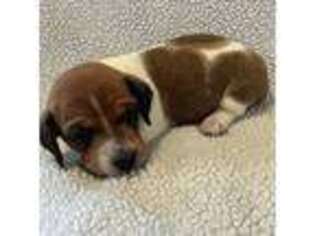 Dachshund Puppy for sale in Unionville, VA, USA