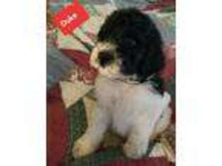 Mutt Puppy for sale in Higginsville, MO, USA