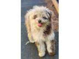 Mutt Puppy for sale in Oakville, WA, USA