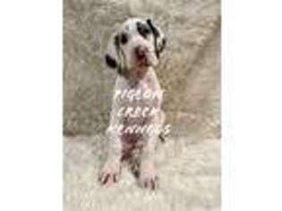 Great Dane Puppy for sale in Elkins, AR, USA