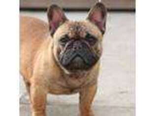 French Bulldog Puppy for sale in Carson City, MI, USA