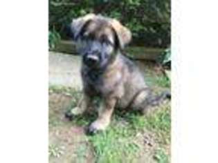 German Shepherd Dog Puppy for sale in Hollister, MO, USA
