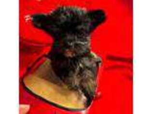 Yorkshire Terrier Puppy for sale in Gadsden, AL, USA