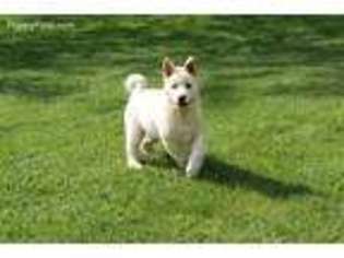 Akita Puppy for sale in Webster, IN, USA