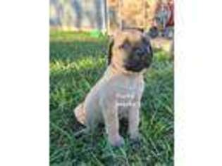 Mastiff Puppy for sale in Mansfield, MO, USA