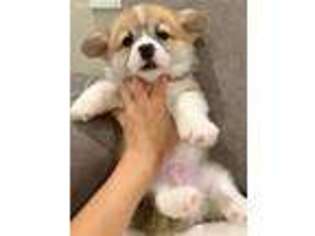 Pembroke Welsh Corgi Puppy for sale in Lake Forest, CA, USA
