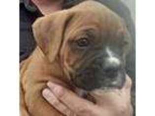 Boxer Puppy for sale in Eaton, CO, USA