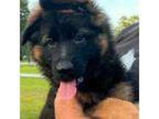 German Shepherd Dog Puppy for sale in Brunswick, GA, USA
