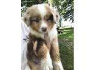 Miniature Australian Shepherd Puppy for sale in Eaton, OH, USA