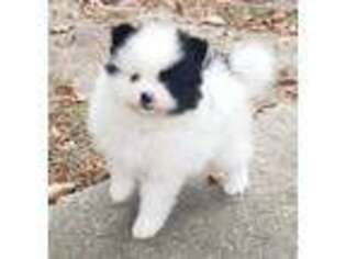 Pomeranian Puppy for sale in Windsor, SC, USA