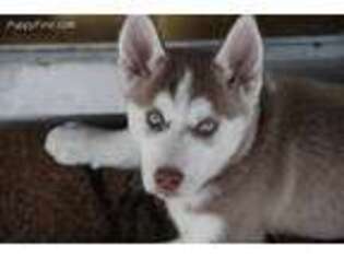 Siberian Husky Puppy for sale in Jonesburg, MO, USA