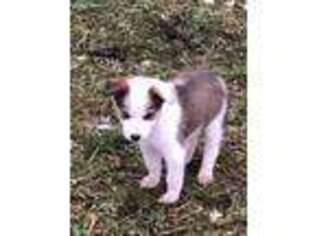 Border Collie Puppy for sale in Estacada, OR, USA