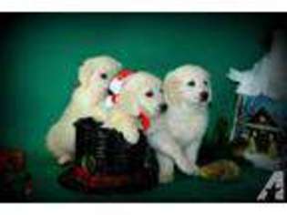 Golden Retriever Puppy for sale in OREGON CITY, OR, USA