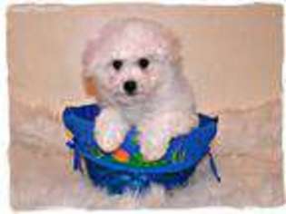 Bichon Frise Puppy for sale in West Brookfield, MA, USA