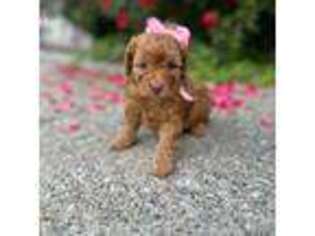 Medium Photo #1 Cavapoo Puppy For Sale in Dacula, GA, USA