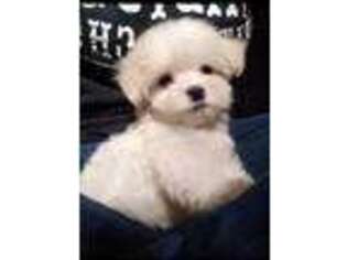 Maltese Puppy for sale in Bethel, OH, USA
