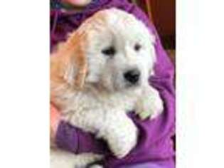 Great Pyrenees Puppy for sale in Hubbard, IA, USA