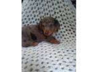 Dachshund Puppy for sale in Thurmond, NC, USA