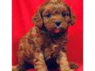 Cavapoo Puppy for sale in Ozone Park, NY, USA