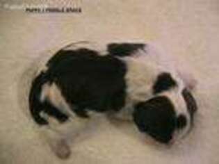 English Springer Spaniel Puppy for sale in Festus, MO, USA