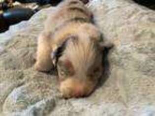 Australian Shepherd Puppy for sale in Campbellsport, WI, USA