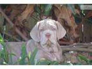 Neapolitan Mastiff Puppy for sale in Indianapolis, IN, USA