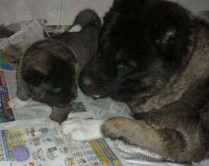 Akita Puppy for sale in Mindoro, WI, USA