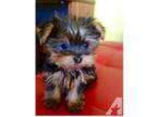Yorkshire Terrier Puppy for sale in MORENO VALLEY, CA, USA