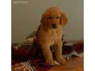 Golden Retriever Puppy for sale in Fair Play, SC, USA