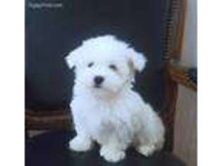 Maltese Puppy for sale in Seneca Falls, NY, USA