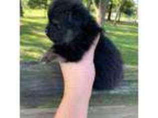 Pomeranian Puppy for sale in Marion, IL, USA