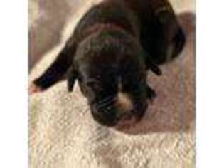 Boxer Puppy for sale in Ellabell, GA, USA