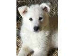 Alaskan Husky Puppy for sale in Sullivan, OH, USA