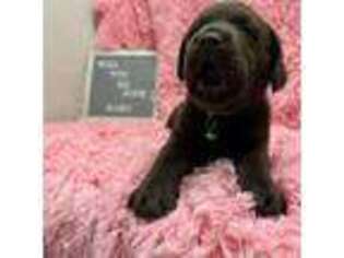 Labrador Retriever Puppy for sale in Warrior, AL, USA