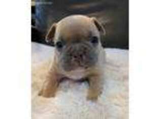 French Bulldog Puppy for sale in Warrenton, OR, USA