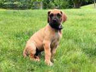 Great Dane Puppy for sale in Barnum, MN, USA
