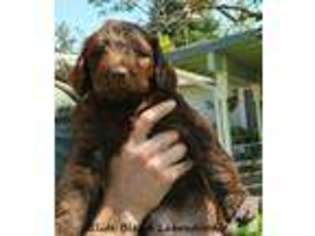 Australian Labradoodle Puppy for sale in SAN FRANCISCO, CA, USA