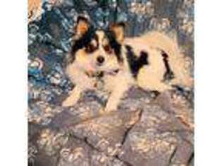 Pomeranian Puppy for sale in Ringwood, OK, USA