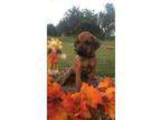 Rhodesian Ridgeback Puppy for sale in Stephenville, TX, USA