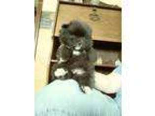 Pomeranian Puppy for sale in Emlenton, PA, USA