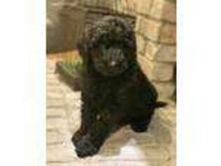 Goldendoodle Puppy for sale in Arlington, TX, USA