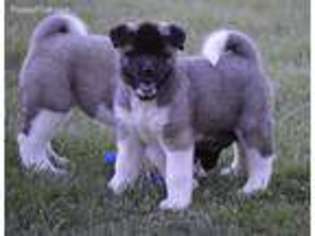Akita Puppy for sale in Warsaw, OH, USA