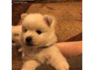 American Eskimo Dog Puppy for sale in Athens, GA, USA