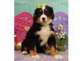 Bernese Mountain Dog Puppy for sale in Temecula, CA, USA